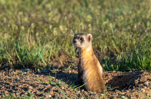 istock A Federally Endangered Black-footed Ferret on the Plains 1183502408
