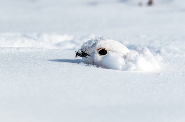 istock A White-tailed Ptarmigan Peeking out of a Snow Den 1183502455