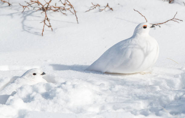 istock A White-tailed Ptarmigan Hiding in Plain Sight 1183502507