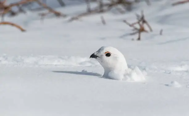 A Beautiful White-tailed Ptarmigan in its White Winter Plumage Periscopes up out from under the Snow