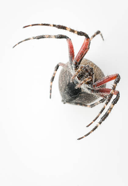istock Big orb weaver spider, very close-up and facing camera 118350283