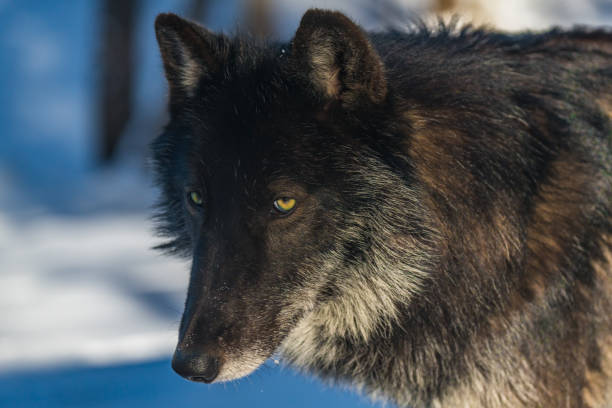 istock A Black Wolf on a Winter Morning 1183503090