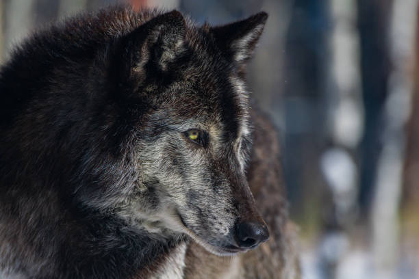 A Dark Tundra Wolf Close Up Showing its Amazing Eyes