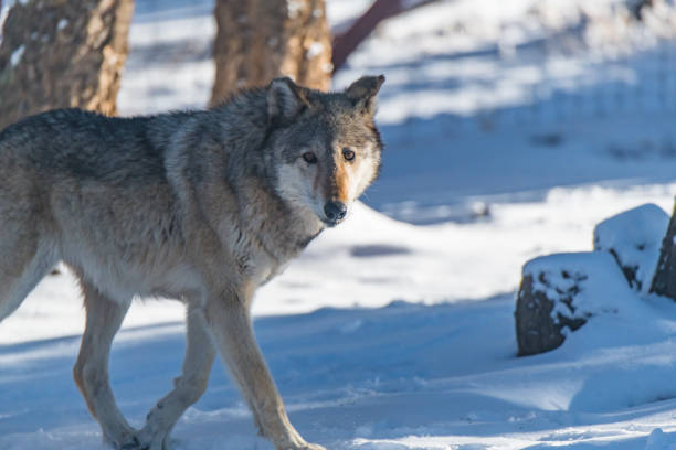 istock A Timber Wolf Close Up with Snow on Its Nose 1183503215