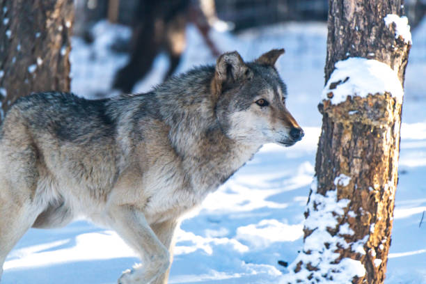 istock A Timber Wolf Close Up with Snow on Its Nose 1183503365