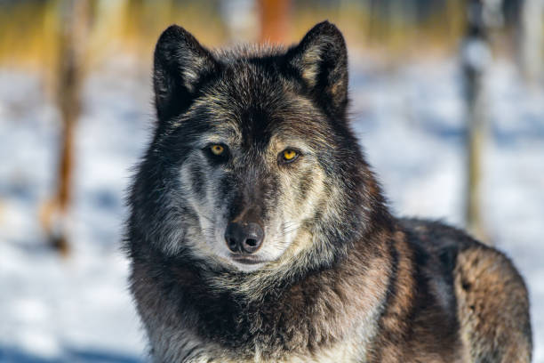 istock A Dark Tundra Wolf Close Up Showing its Amazing Eyes 1183503406