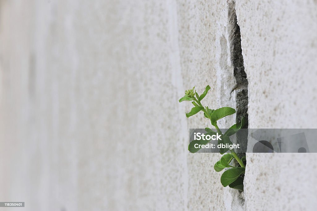 survival a green plant grows from a cracked concrete, depicting against the odd Adversity Stock Photo
