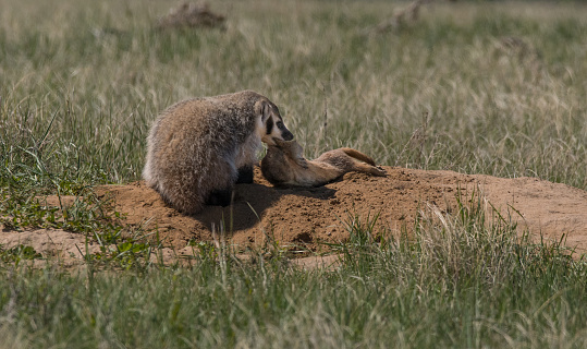 American Badger Baby with Dead Prairie Dog