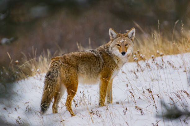 istock A Beautiful Coyote in a Snowy Field 1183504443