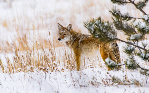 istock A Beautiful Coyote in a Snowy Field 1183505004