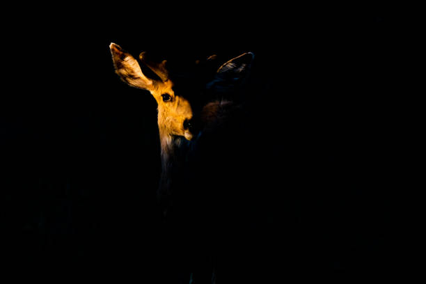 A female bushbuck in a tender moment with her baby in the Letaba camp in Kruger Park, South Africa