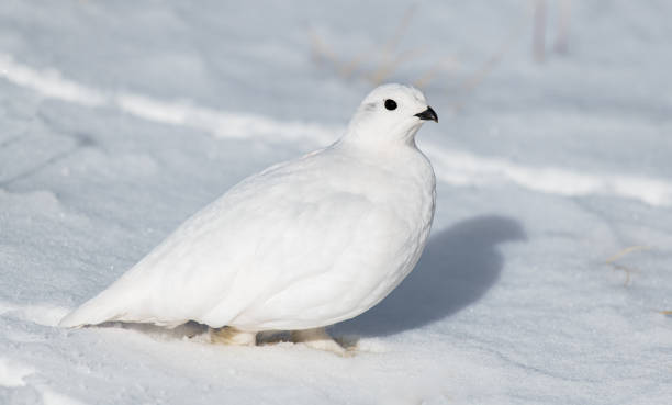 istock A White-tailed Ptarmigan Hiding in Plain Sight 1183505278