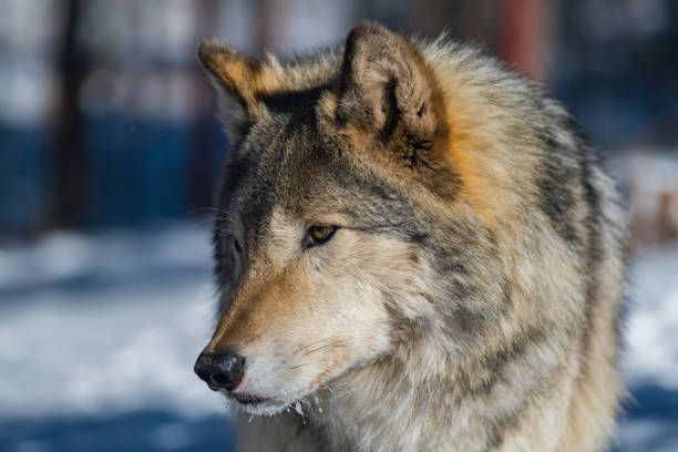 istock A Timber Wolf Close Up with Snow on Its Nose 1183505376