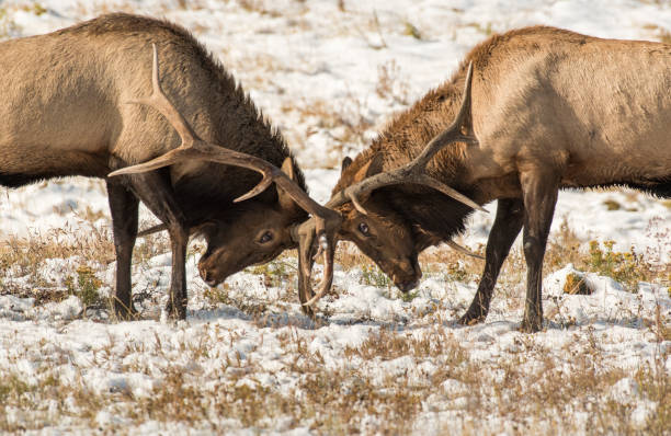 istock A Large Bull Elk Face Off To Establish Dominance 1183505431