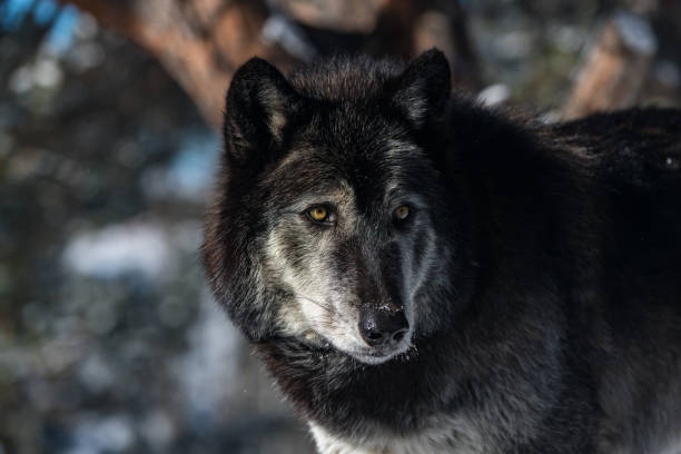 istock A Dark Tundra Wolf Close Up Showing its Amazing Eyes 1183505491