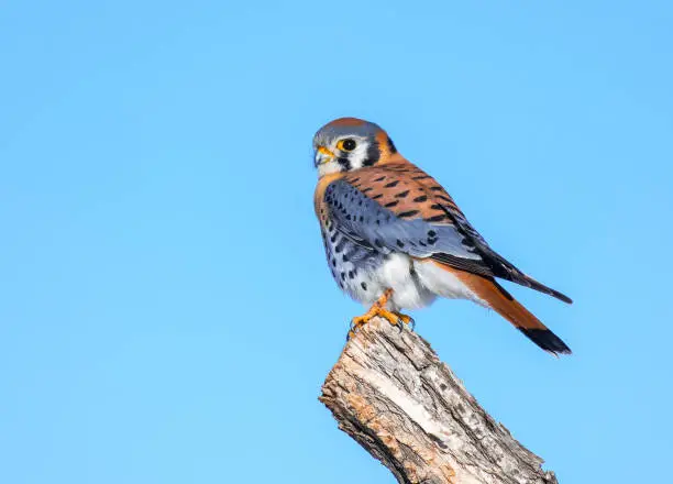 A Colorful Male American Kestrel Perched on a Branch