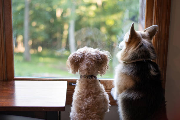 perros en la ventana - affectionate desire beauty brown fotografías e imágenes de stock