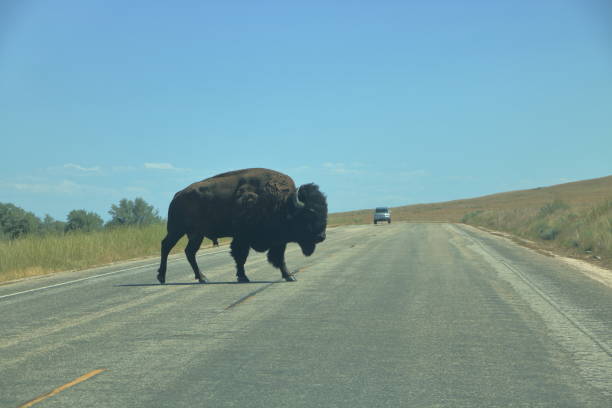 istock Bison crossing the road at Antelope Island, Utah 1183507566