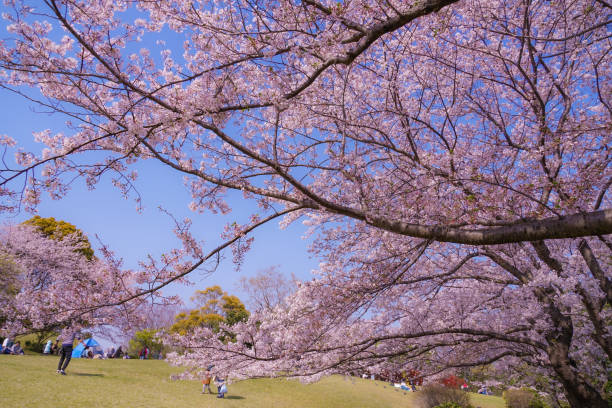 istock Full bloom of cherry Honmoku summit Park (Yokohama) 1183509127