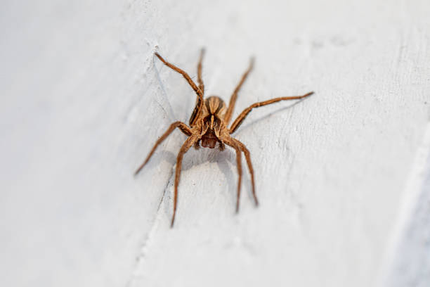 istock a macro shot of a brown spider sitting on a white wall 1183509411