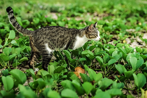 Foto Kucing Yang Berjalan Di Pantai Foto Stok - Unduh Gambar Sekarang