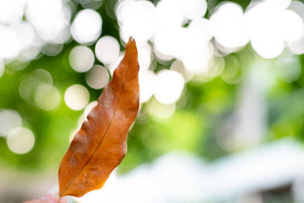 istock Image showing a hand holding 1 leaf and a bokeh greed color 1183510276