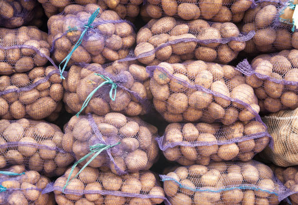 Several nets with freshly harvested potatoes stand side by side