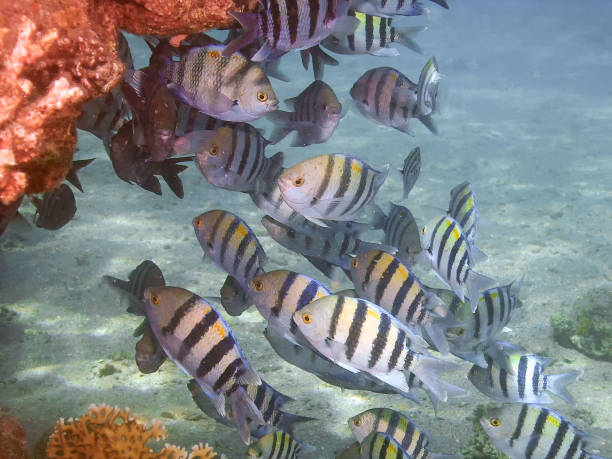 istock Sergeant Majors (Abudefduf saxatilis) in the Red Sea 1183513305