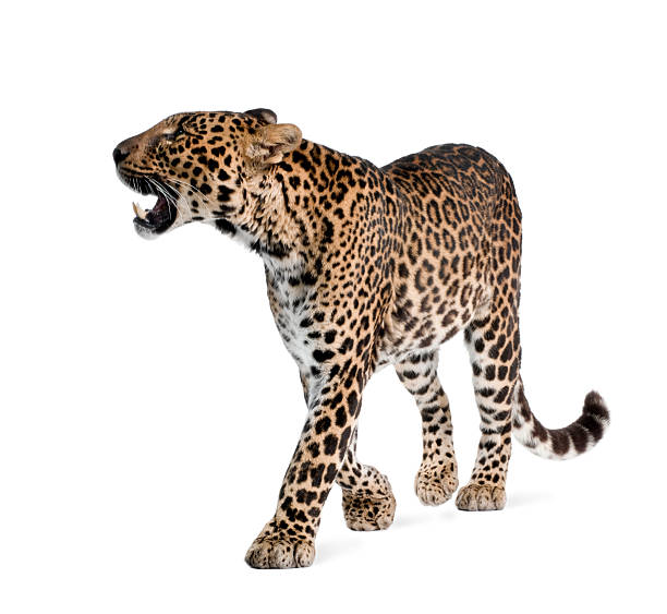 istock Leopard walking and snarling against white background 118351451