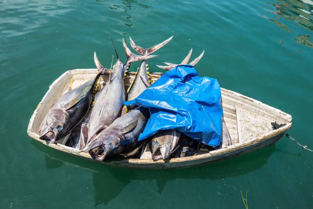 istock Fresh fish tuna in a small boat 1183515355