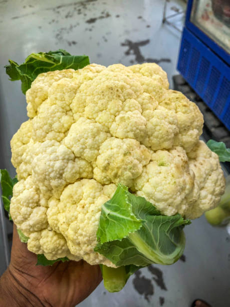 cauliflower in hand fresh from the farm