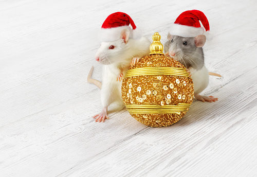Rats with Gold Christmas ball, New Year Animals in Xmas Red Hats as 2020 Symbol