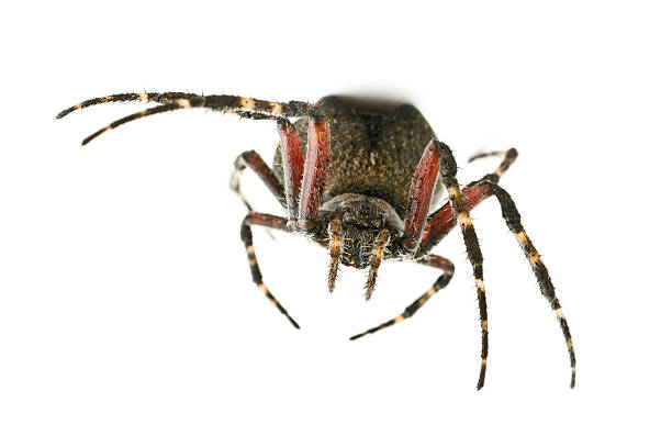 istock Orb weaver spider close-up  and facing camera 118351912