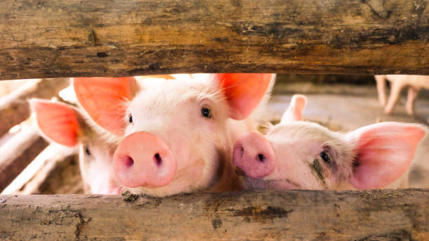 Close-up of a pig on a farm, piggy playing with fun Close-up of a pig on a farm, many pigs are playing in the evening. pig stock pictures, royalty-free photos & images