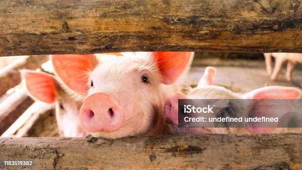 Closeup Of A Pig On A Farm Piggy Playing With Fun Stock Photo - Download Image Now