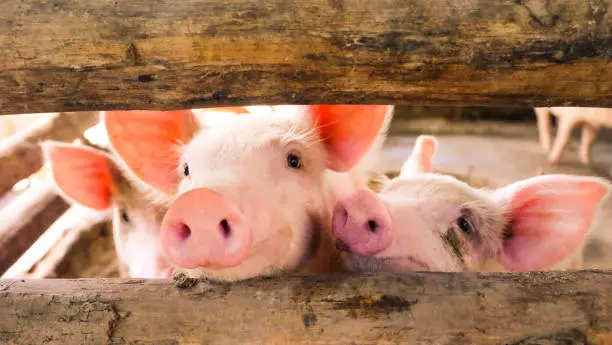 Close-up of a pig on a farm, many pigs are playing in the evening.