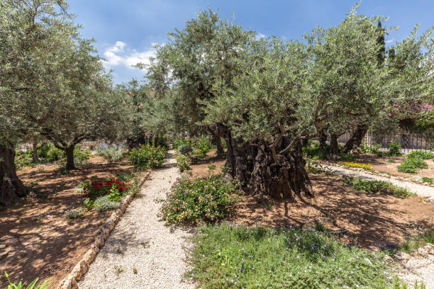 istock Nice view of garden Gethsemane 1183520189