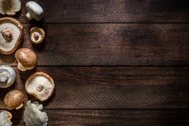 various kinds of edible mushrooms with copy space - oyster mushroom edible mushroom fungus vegetable imagens e fotografias de stock