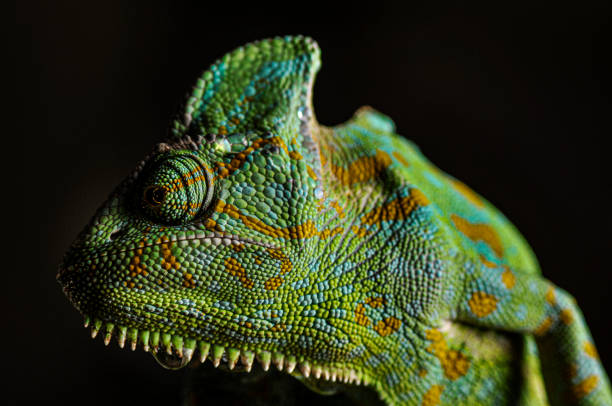istock Veiled Chameleon close up portrait on black background 1183522964