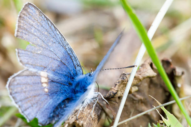 istock Little blue butterfly closeup 1183523735