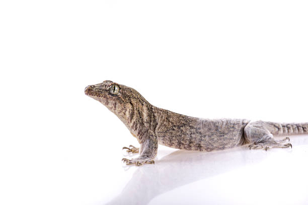 istock Gehyra Vorax Banana Gecko on isolated white background 1183523949