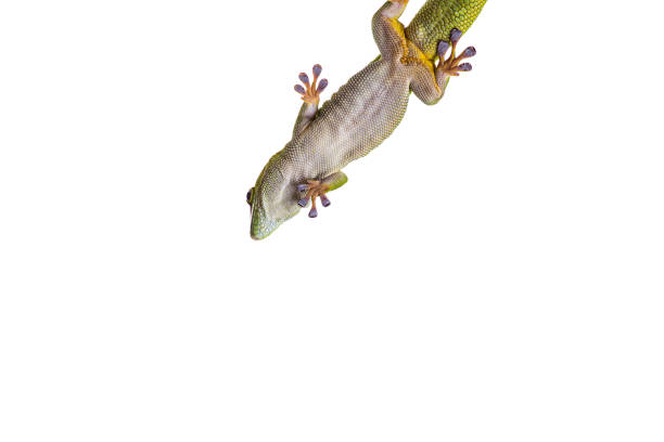 istock Madagascar Day Gecko on glass isolated white background 1183524537
