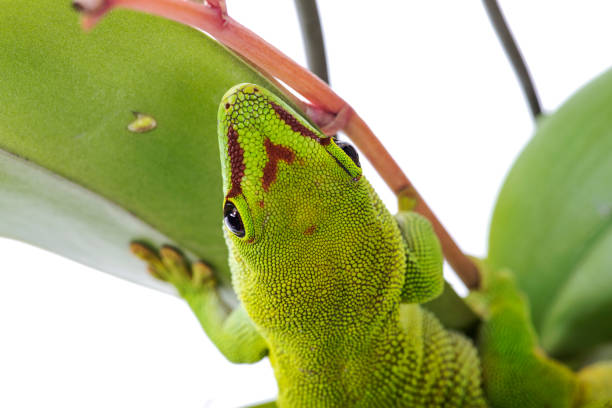 istock Madagascar Day Gecko on plant isolated white background 1183524538