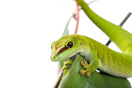 Madagascar Day Gecko on plant isolated white background