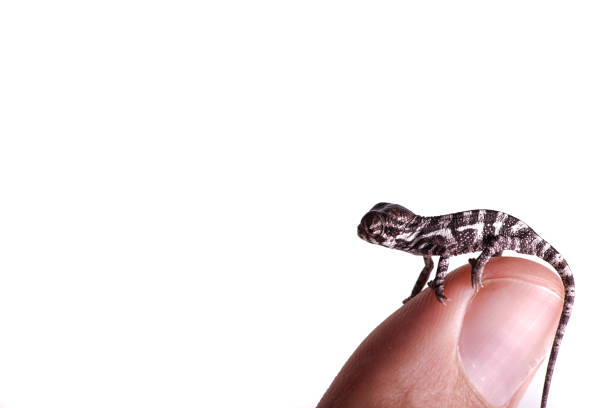 istock Baby panther chameleon on finger white background furcifer pardalis 1183524598