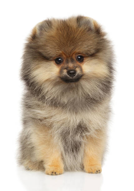 istock Pomeranian Spitz puppy sits on white background 1183524821