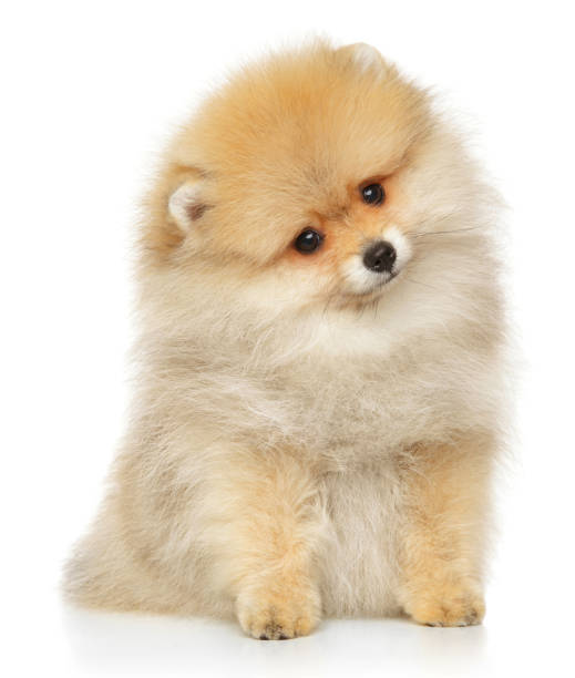 istock Pomeranian spitz puppy looking at the camera 1183525113