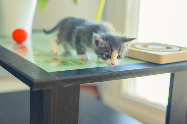 curioso gattino grigio si siede su un tavolo di legno - domestic cat undomesticated cat window house foto e immagini stock
