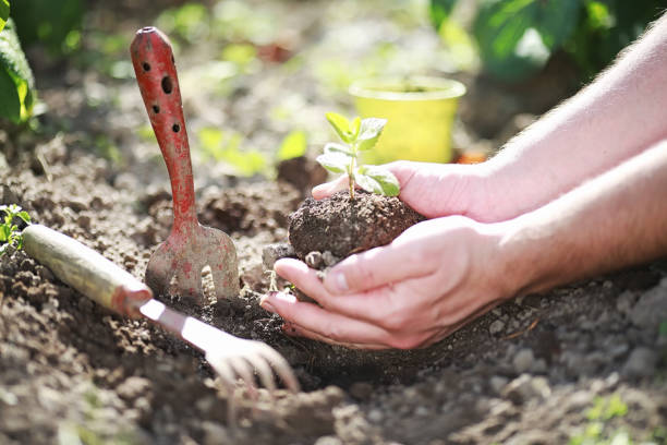istock Small sprout for landing in the ground in hands 1183526507