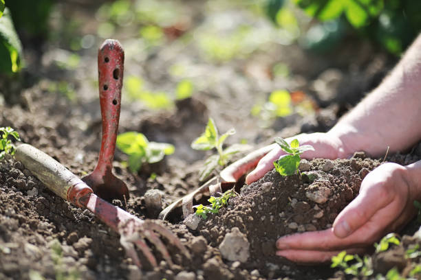 istock Small sprout for landing in the ground in hands 1183526525